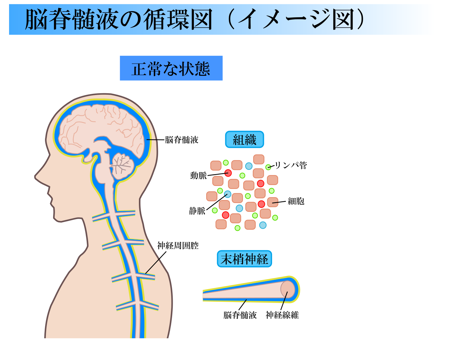 正常脳脊髄液の循環